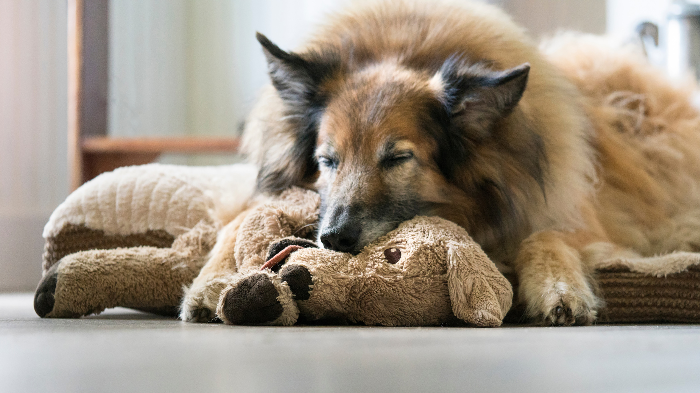 dog play puppy teddy bear