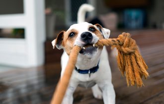 dog pulling rope