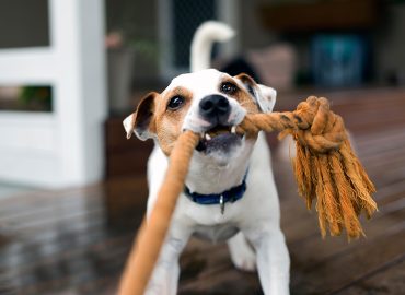 Principles of Dog Handling