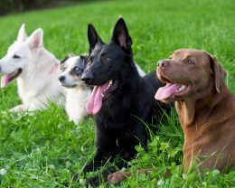 dogs in garden