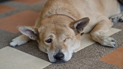 dog-sleeping-charity-course