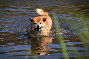 dog-train-in-water