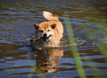 dog train in water