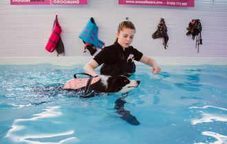 dog training in water