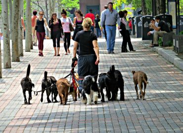 girls walking with dogs in public place