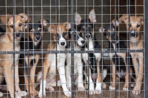 dogs-in-cage