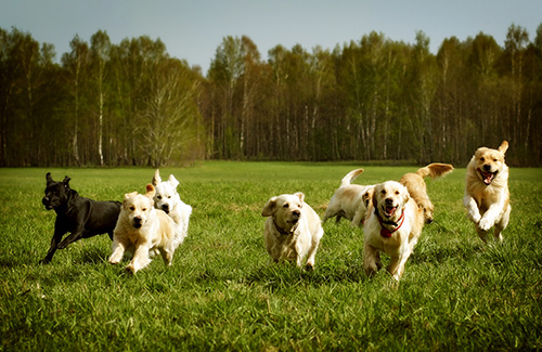 dogs-in-garden