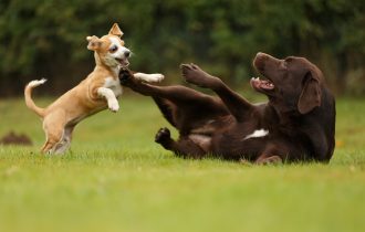 dog play with puppy in garden
