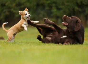 Level 3 Award in Canine Care, Behaviour and Welfare