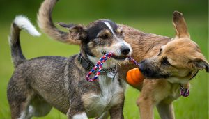 dogs-play-wirth-ball