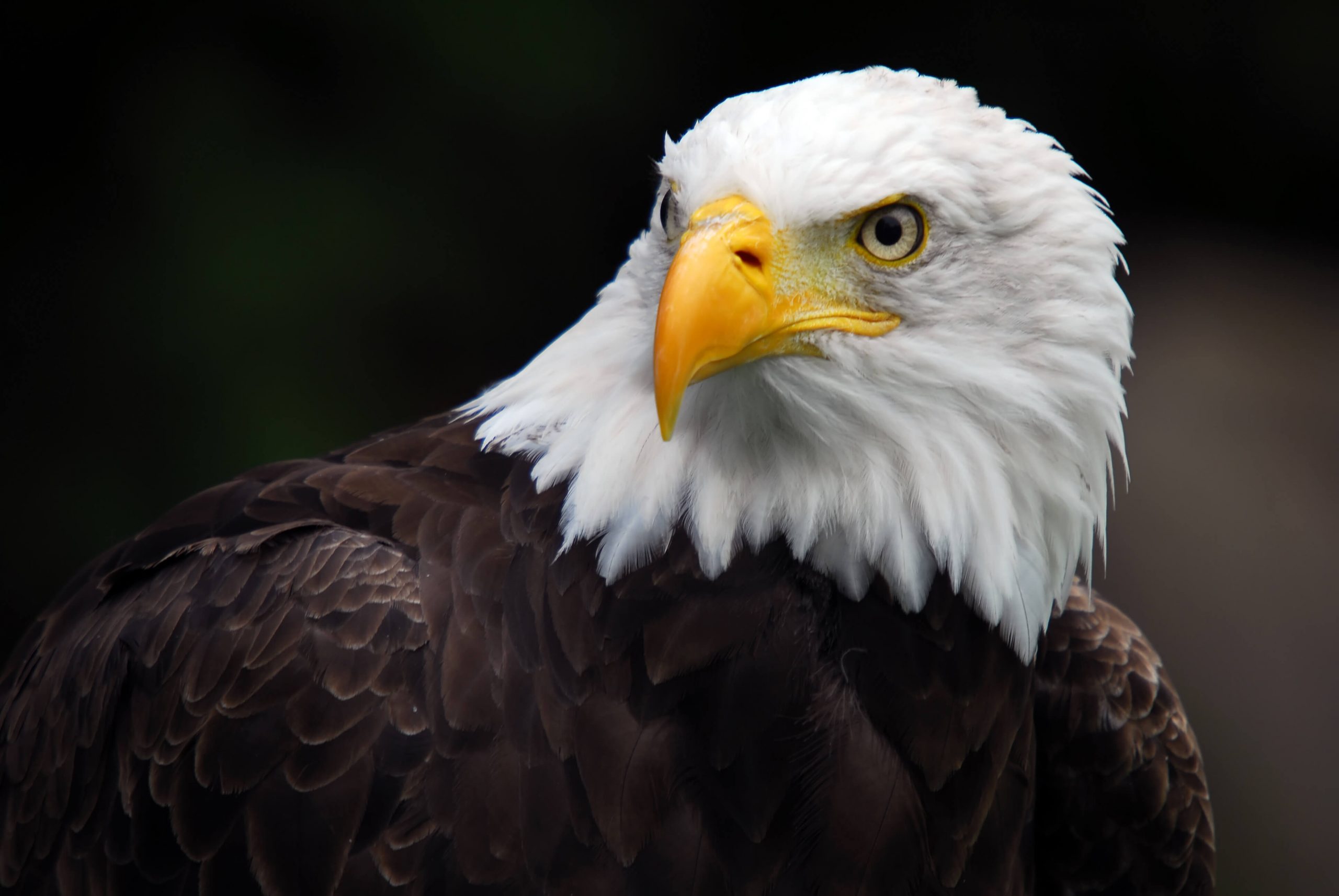 bald eagle head shot
