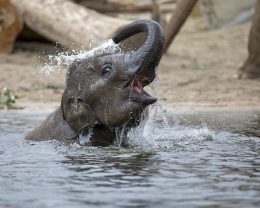 baby elephant play in water