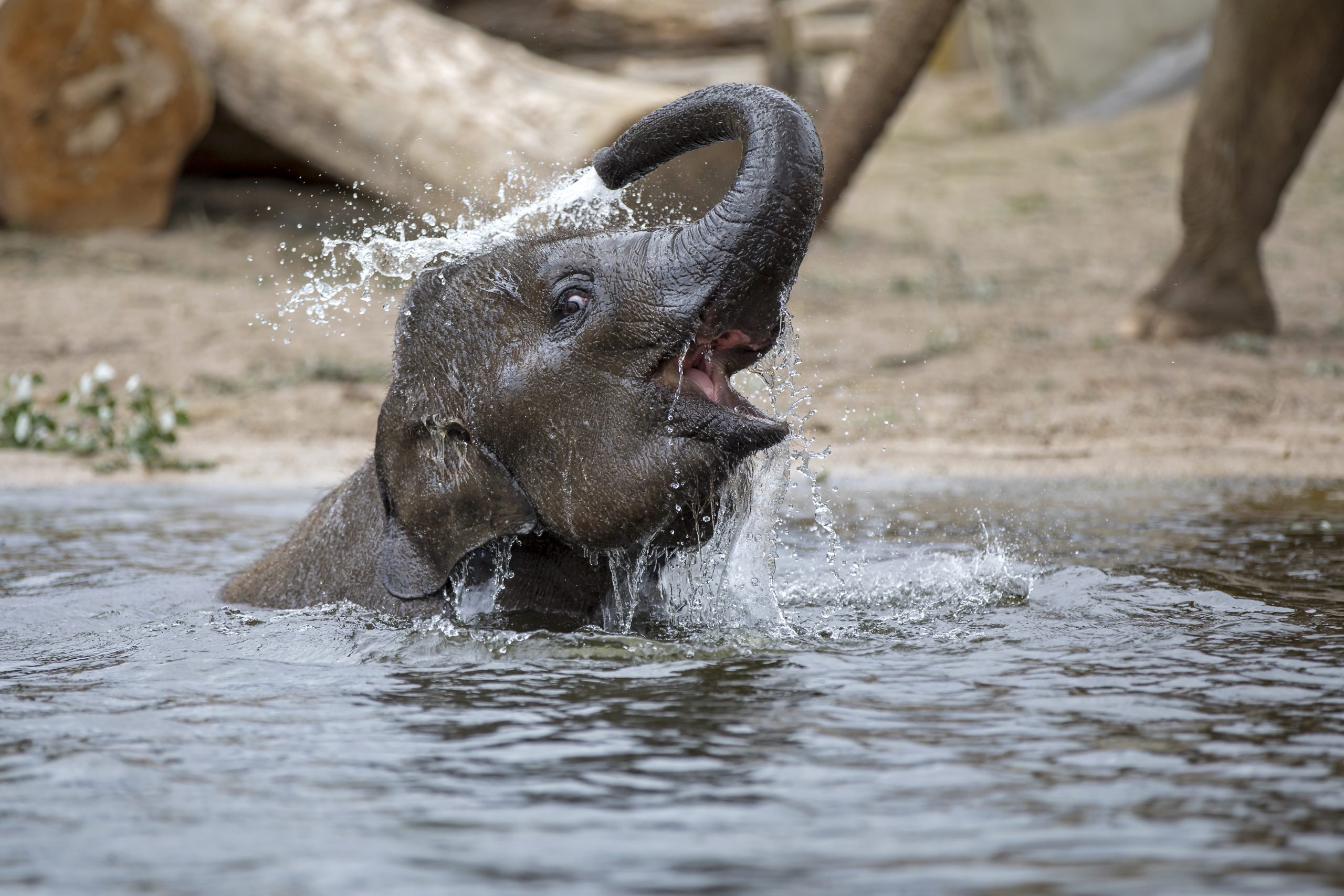 baby elephant play in water