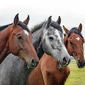 equine-course