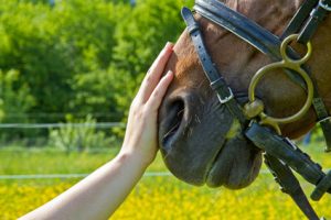 equine-first-aid