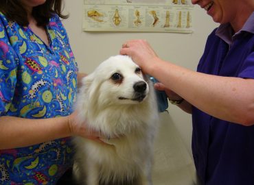 family care a dog