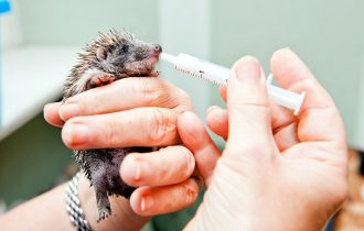feeding hedgehog