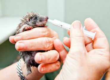 Level 3 Diploma in British Wildlife Rehabilitation Studies