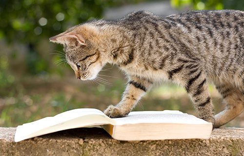 cat read book