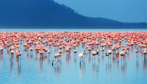 flamingos-at-lake-logipi
