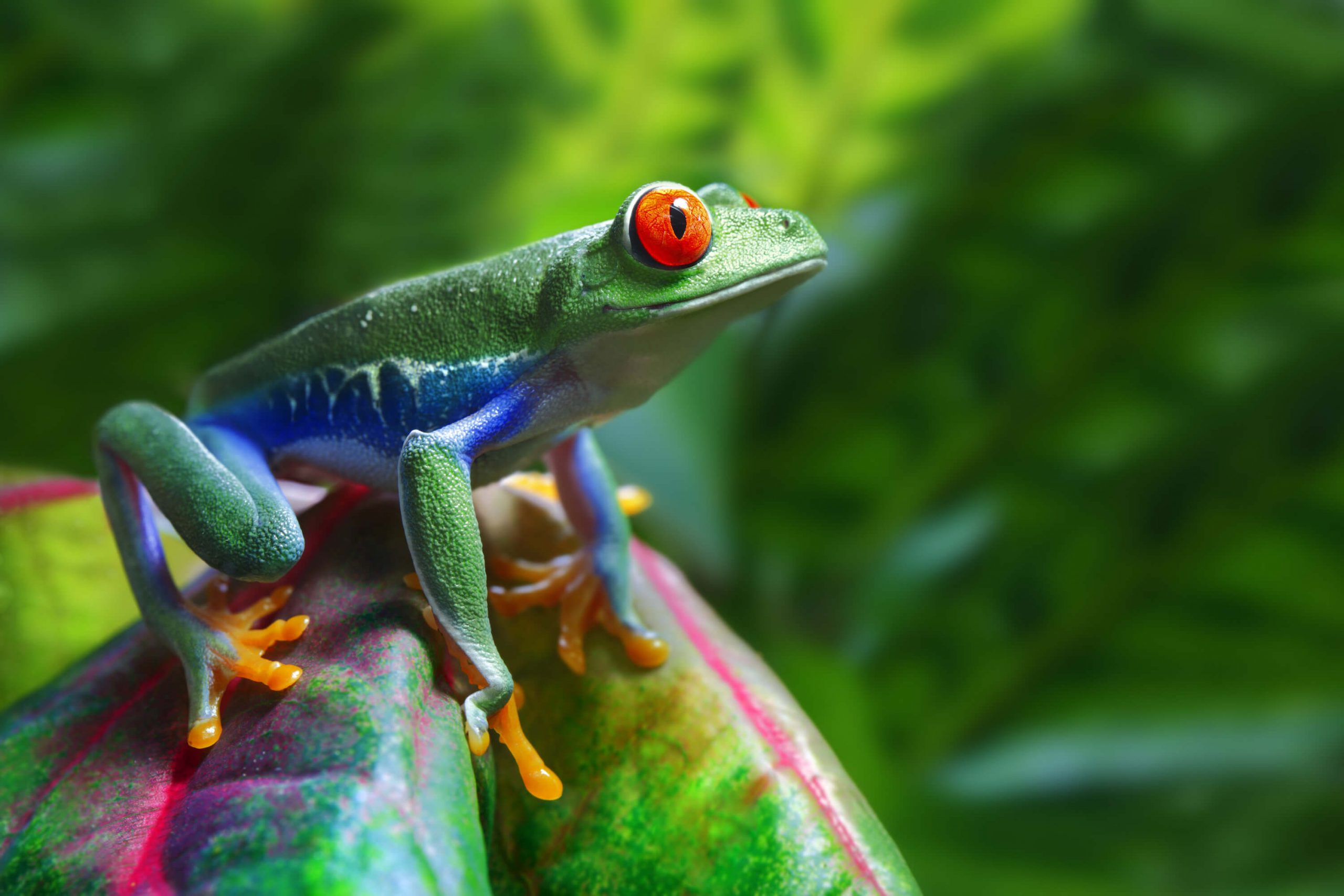 frog-in-seting-position