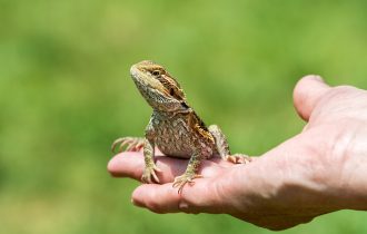 baby bearded dragon in hand