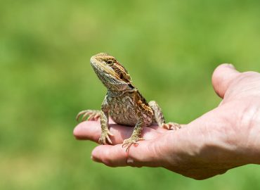 Herpetology Diploma