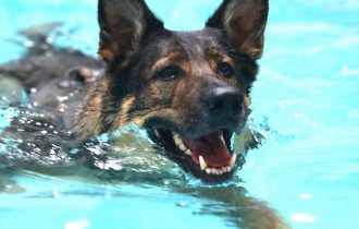 german dog train in water