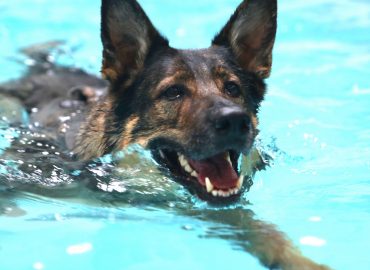 Level 3 Diploma in Small Animal Hydrotherapy