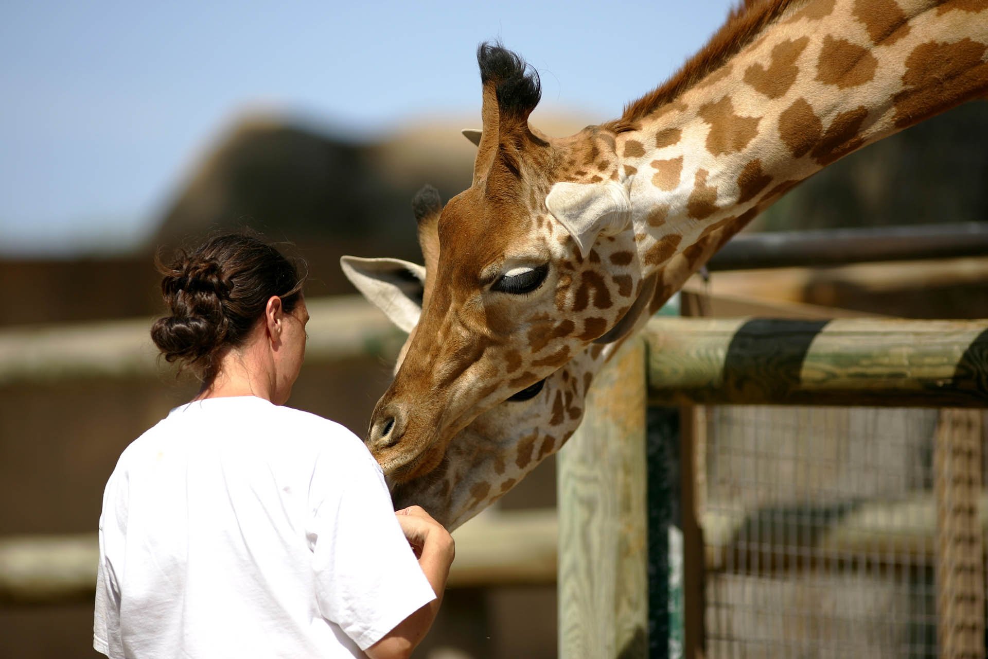 Zoo Jobs Zookeeping Training Animal Careers Direct