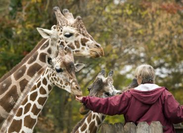 man with giraffes