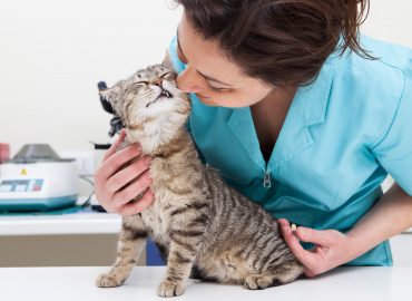 Level 3 Award in Feline Care, Behaviour and Welfare