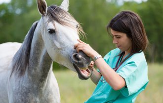 girl treat our horses teeth