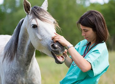 Principles of Equine First Aid