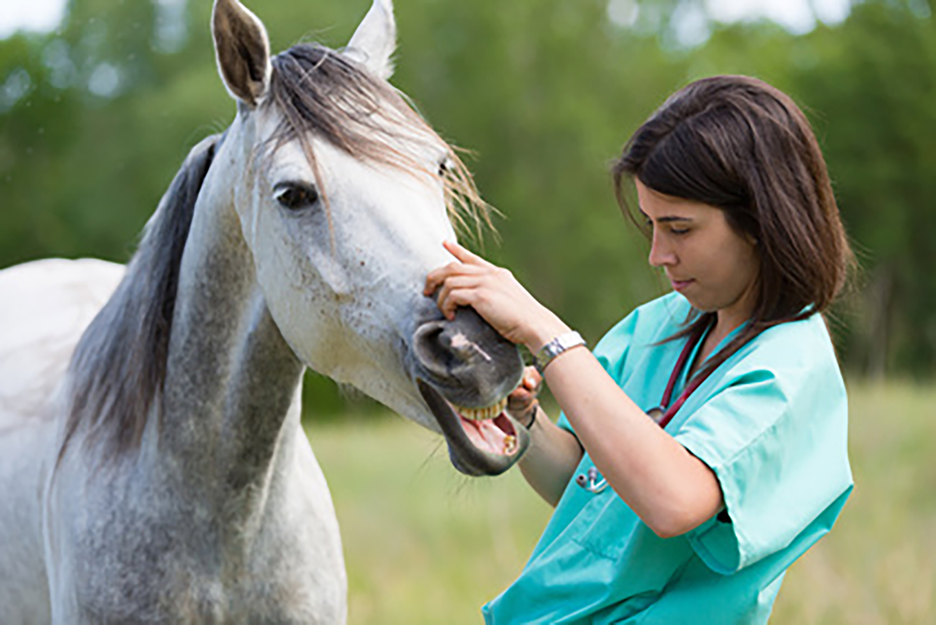 girl treat our horses teeth