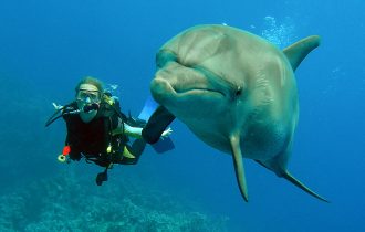 marine team member with dolphin