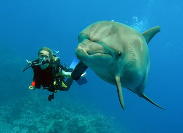 Marine Conservation Studies