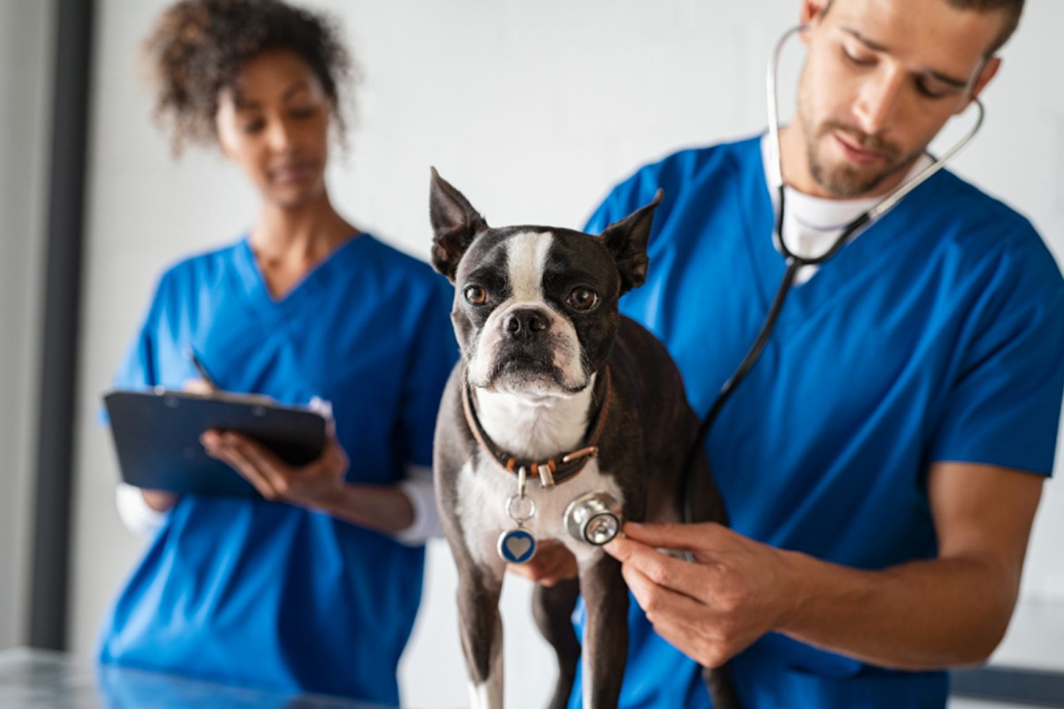 Animal Careers | Working with Animals| Animal Careers Direct