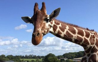 giraffe head shot