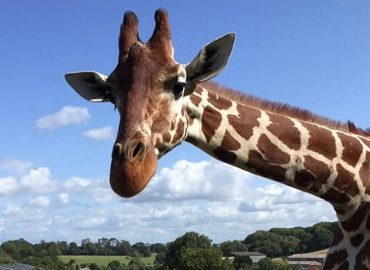 Wild Animal Behaviour Diploma