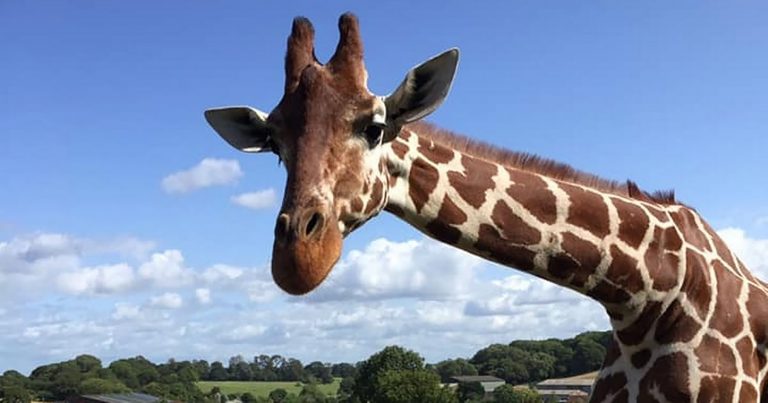 Wild Animal Behaviour Diploma