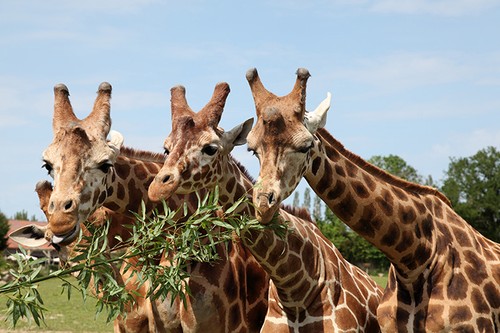 giraffes eat grass