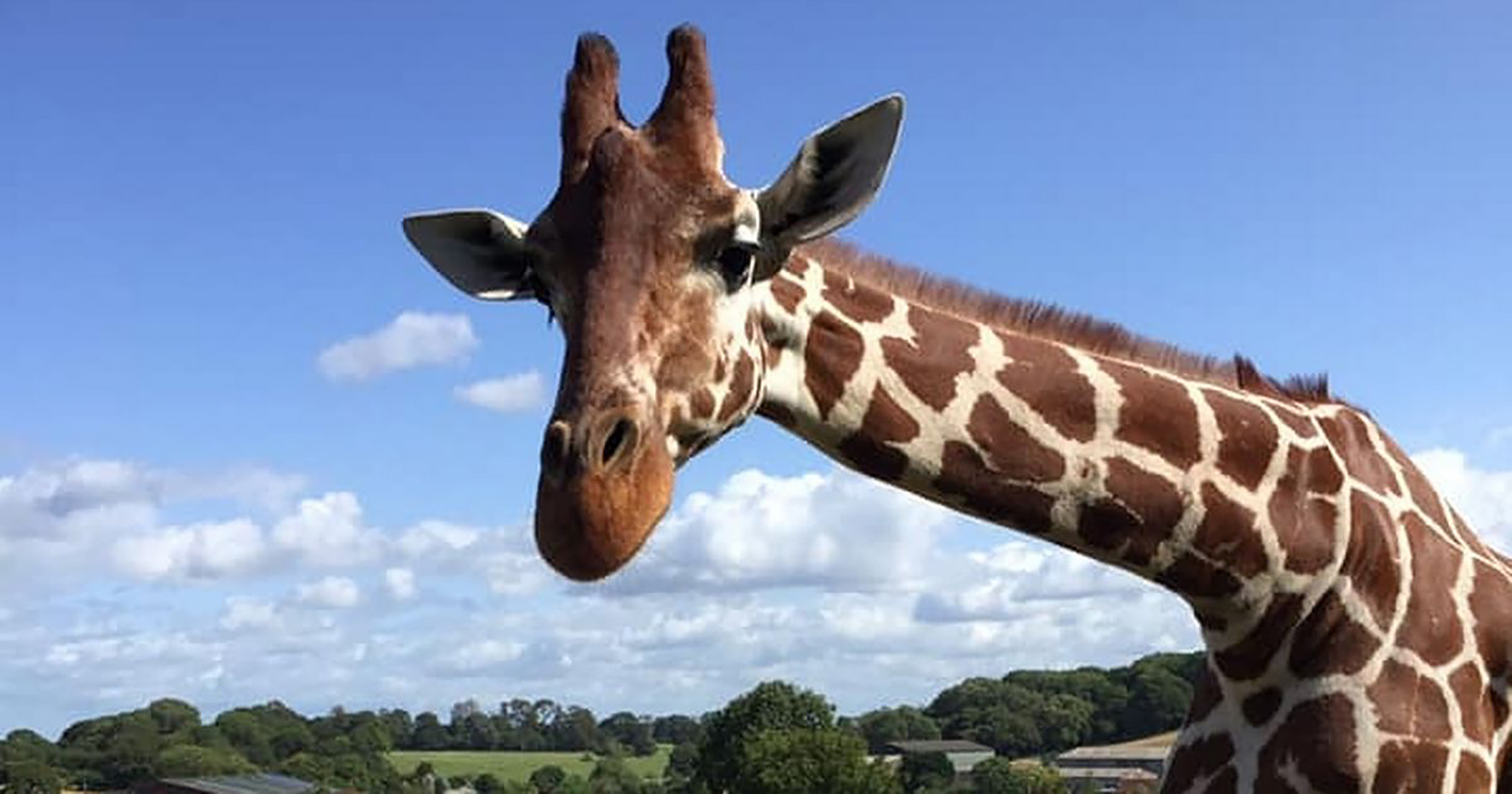 Wild Animal Behaviour Diploma Wildlife Careers Direct