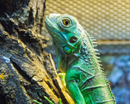 green reptile in tree wood