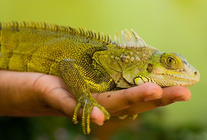 green-reptile-and-Courses