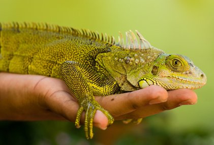 Reptile Courses | Wildlife Courses | Animal Careers Direct