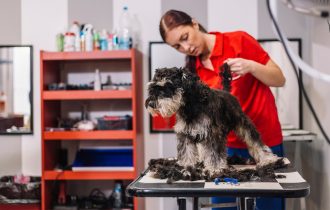 girl clean our dog grooming