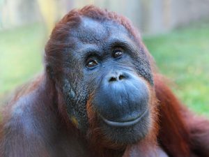 happy-monkey