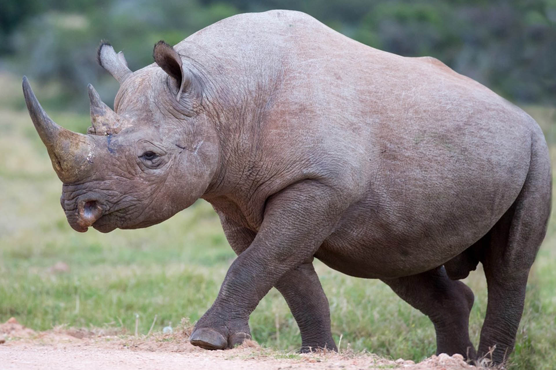 Wildlife Jobs Wildlife Careers Animal Careers Direct