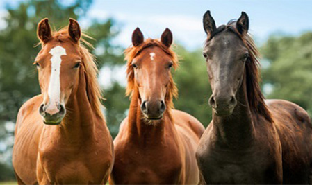 horse-equine-course